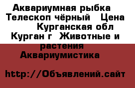 Аквариумная рыбка - Телескоп чёрный › Цена ­ 100 - Курганская обл., Курган г. Животные и растения » Аквариумистика   